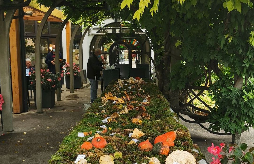 Tutti i funghi e i loro segreti a tavola, la mostra all'hotel di Salcano